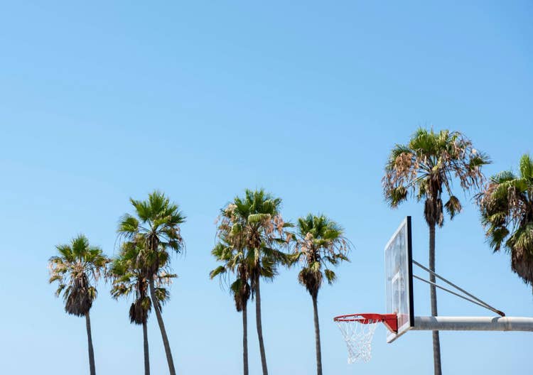 Backboard with palm trees in background